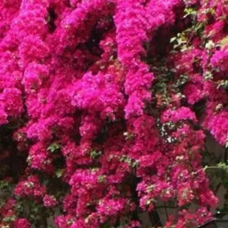 Casa vacanze The Koutsoupia *